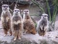 Maleise beren en stokstaartjes in Burgers Zoo