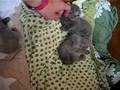 videos de Kittens Lady1.5 week