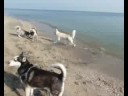 The dog is White Swiss Shepherd We`re from Bulgaria