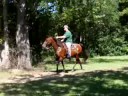 Jay - Bay TWH gelding for sale