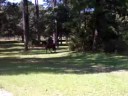 Jay - Bay TWH gelding for sale