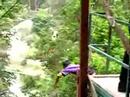 Flying Fox Mania