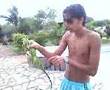 Falfa e a iguana amiga