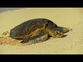 Shanti Mantra - Natural Relaxation Music. Wonders of Hawaii. Musica Natural de Relajacion. Maravilla