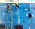 Guppy-Blue Tail