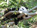 endangered species:  su lin is now 17 months old and will slowly be weaned from her mother, bai yun, this january 22, 2007 at the san diego zoo.  i'm glad i got to see them together before they are separated permanently!  the present occupant of the enclosure next to theirs will be moved so they can use that additional space.  eventually, the gate between the two enclosures will forever separate them...