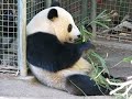 endangered species:  su lin is now 17 months old and will slowly be weaned from her mother, bai yun, this january 22, 2007 at the san diego zoo.  i'm glad i got to see them together before they are separated permanently!  the present occupant of the enclosure next to theirs will be moved so they can use that additional space.  eventually, the gate between the two enclosures will forever separate them...