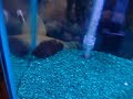 fish got messed up