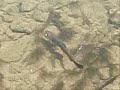 Diseased spotted cutthroat on the Teton River, in Idaho Diseased spotted cutthroat on the Teton River, in Idaho