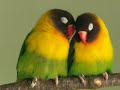 Sounds of Nature: Bird Songs (No Music) 30 min