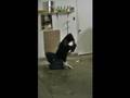 Retro vs. Scoot The Slaughter house