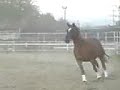 rollandrun
