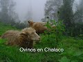 Chalaco - Piura - Peru