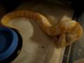 videos de Albino eating small rat
