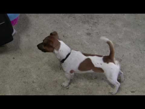 how to train jack russells to hunt