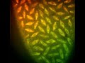 Mitosis in real time Mitosis in real time
