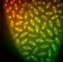 Mitosis in real time