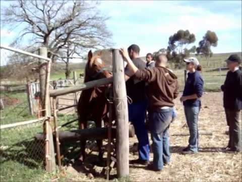 how to treat african horse sickness