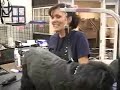 Pet Grooming School, prepping the Dog, by wagmytail.com
