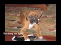 Millie as a Puppy