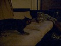 silly cat is scared of stuffed animal!