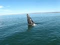 Giant whale breach!!! Giant whale breach!!!