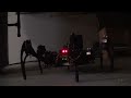 GIANT Spider Nightmares Are Made of These