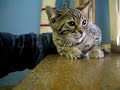 Peace negotiations - the little cat speaks the f word.