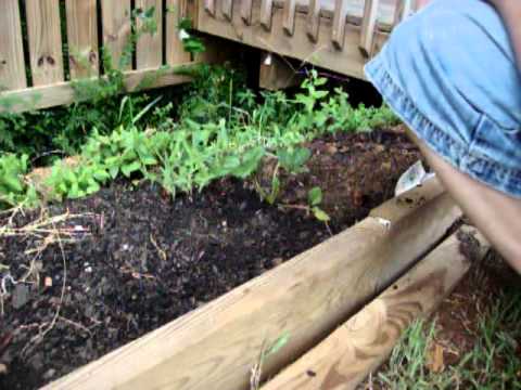 how to replant strawberries