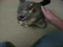 friendly possum 1