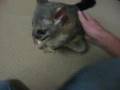 friendly possum 1