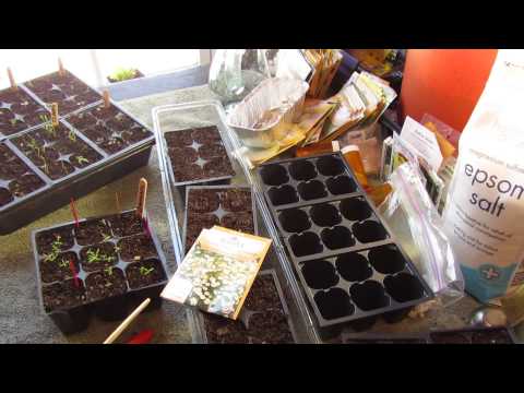 how to grow german chamomile