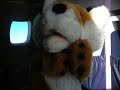 Foxy on a flybe E145 to Manchester