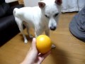Kishu