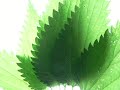 land art concept by arcan and logos based on a graphical research on green and different leaves.