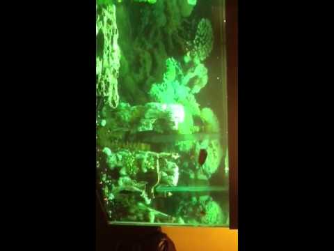 how to treat fish fungus