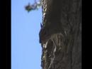 One Mad Squirrel One Mad Squirrel