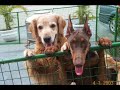 Dobermanns Rigel Four