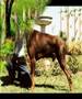 Dobermanns Rigel Four
