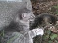 Sveta & Tom-tom