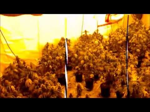 how to tell if it's purple kush