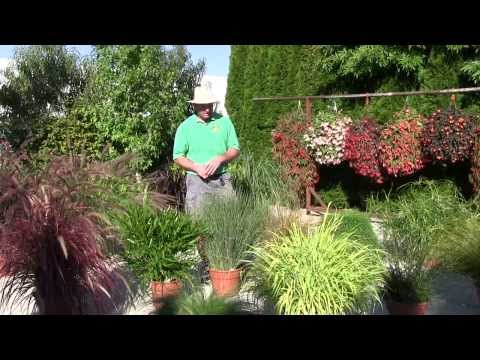 how to grow umbrella grass