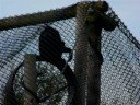 Gibbons