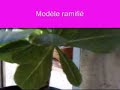 Brighamia Insignis (palmier hawaien) Brighamia Insignis (palmier hawaien)