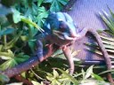 Rocky the Panther Chameleon