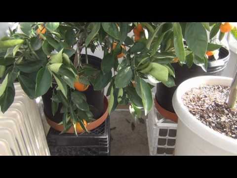 how to harvest citrus