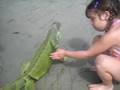 Iguana beach encounter