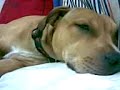 pitbull attacks and kills other dog