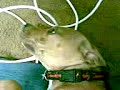 pitbull attacks and kills other dog
