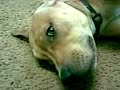 pitbull attacks and kills other dog